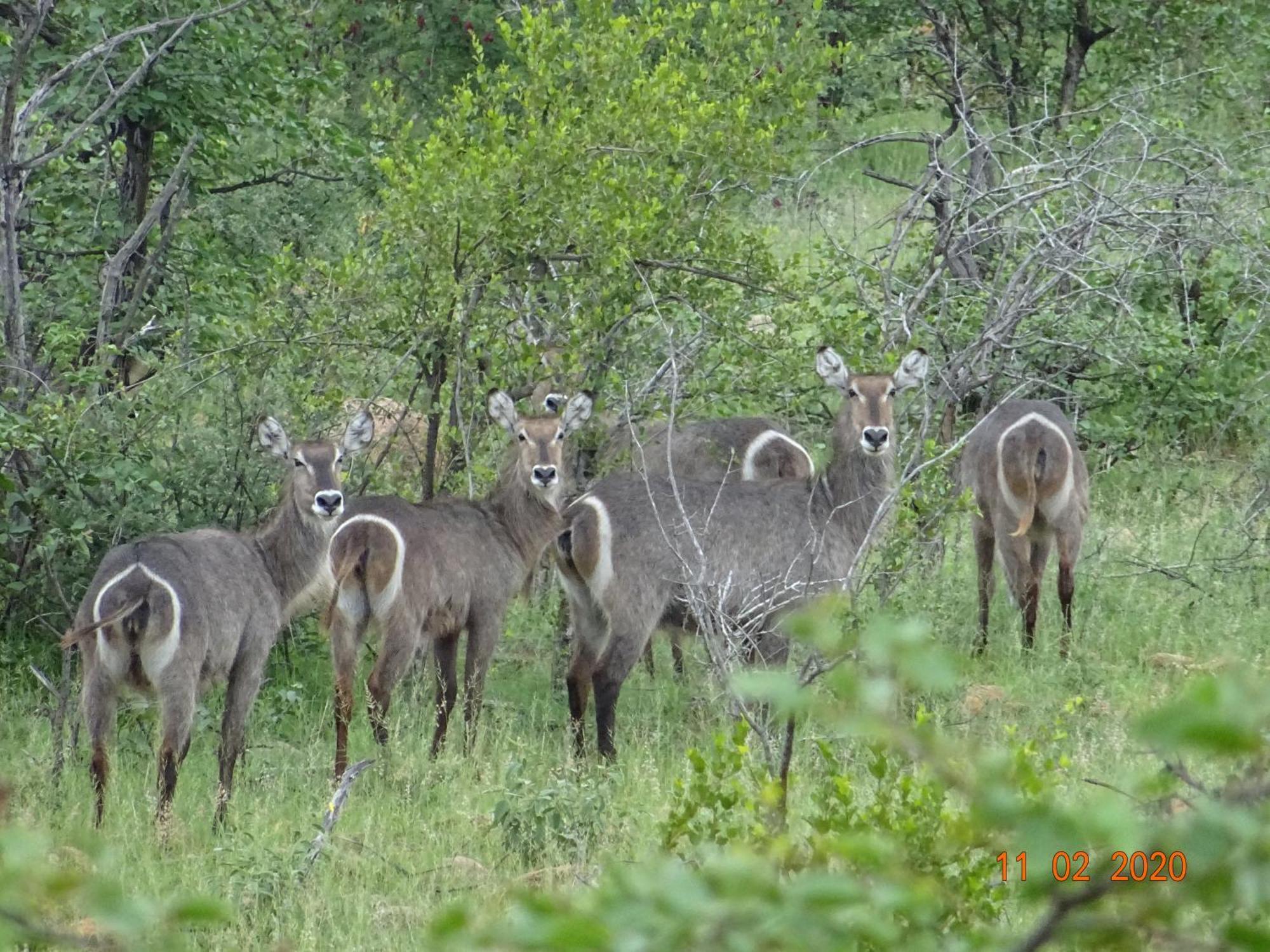 Limpokwena Nature Reserve Tokio Ngoại thất bức ảnh