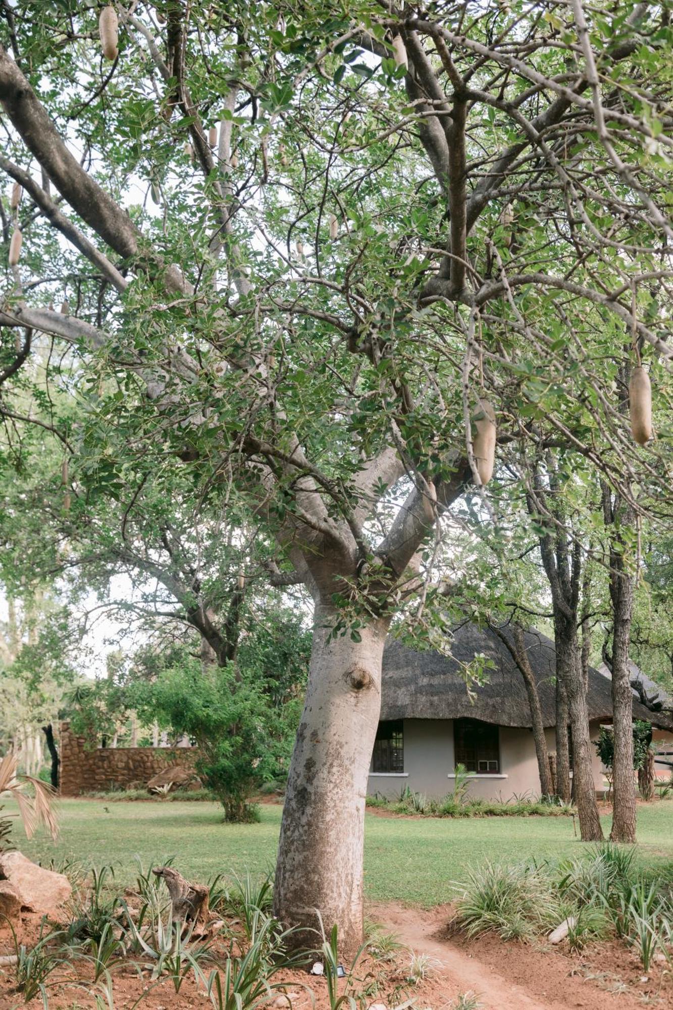 Limpokwena Nature Reserve Tokio Ngoại thất bức ảnh